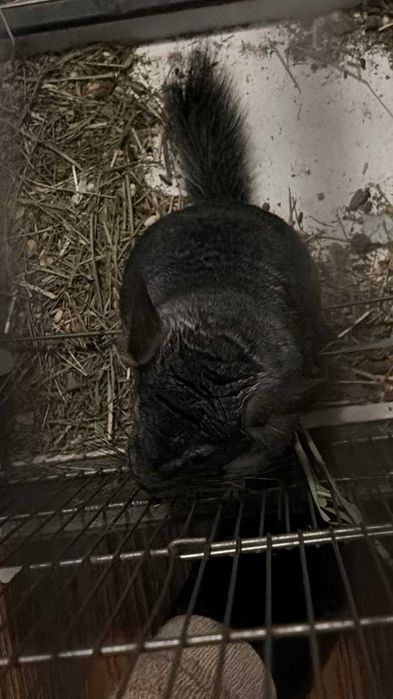 Chinchilla sinsila cincila