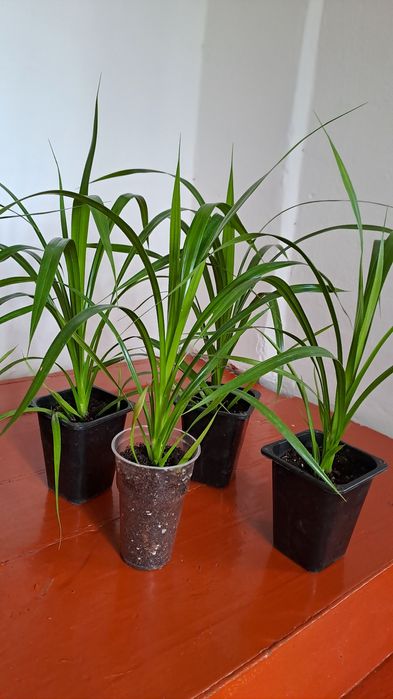 Панденус 2500 тенге