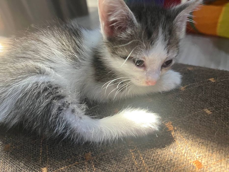 Котята ищут дом!