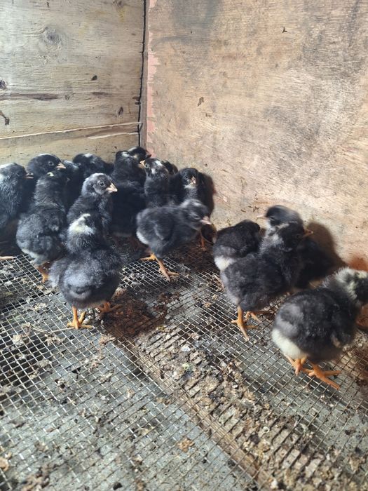 Амрокс балапандар сатылады