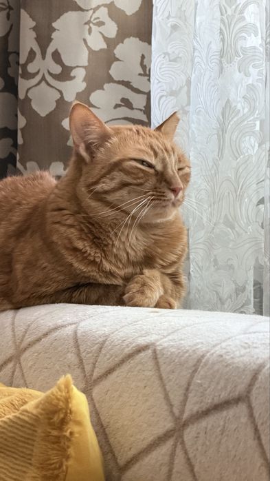 Подарявам женско коте