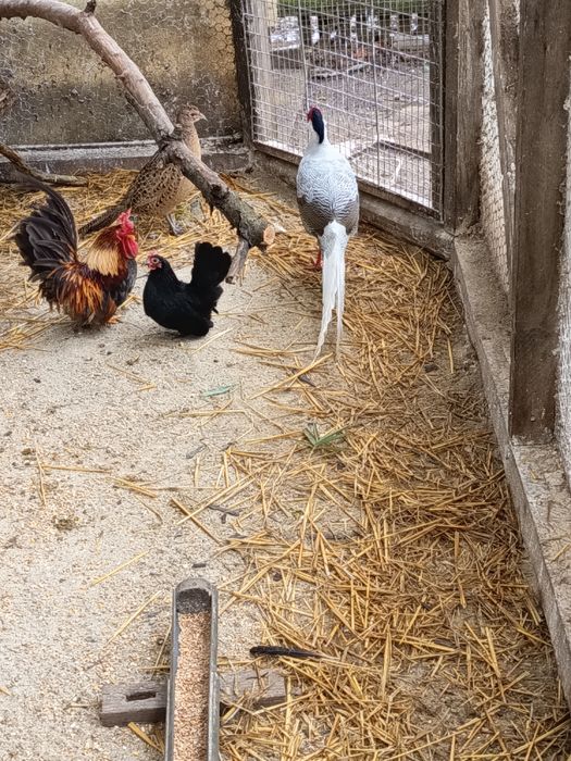 de vanzare oua pt incubat fazan gat golas pitic motate etc