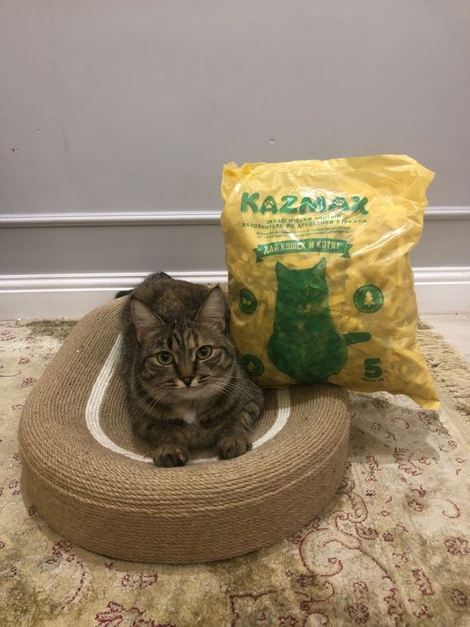 Наполнитель для кошек и котят