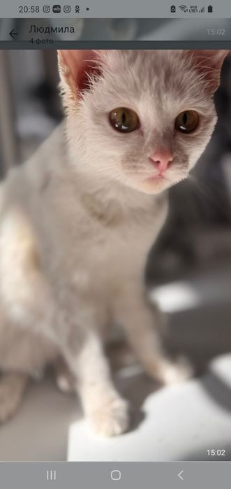 Ищем дрм для кошечки.