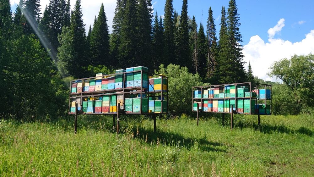 Мёд натуральный с пасеки.