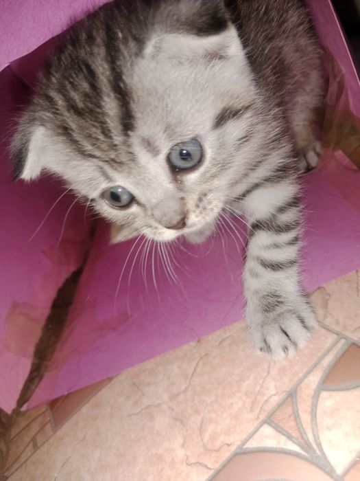 Котята шотландские