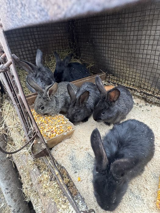 iepurasi urias german