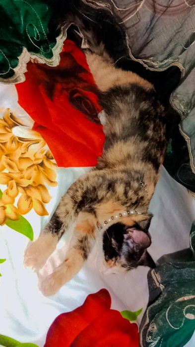 Хэппи в ответственные руки