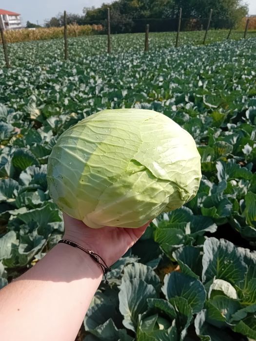 Vând varză! Prețul este negociabil