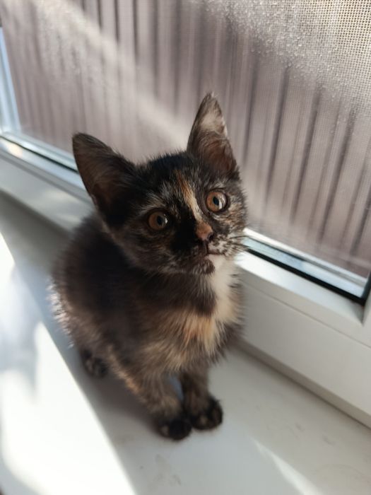 Котенок, 2 месяца, девочка