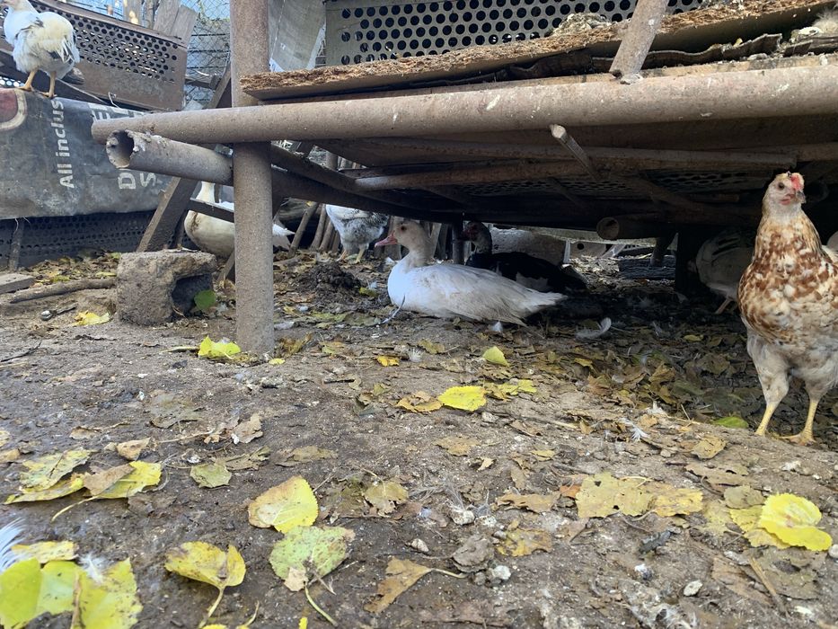 Vand rate mute ( lesesti )