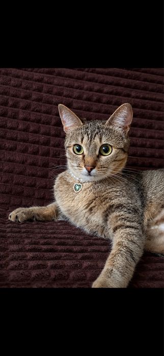 Кошка только ответственным