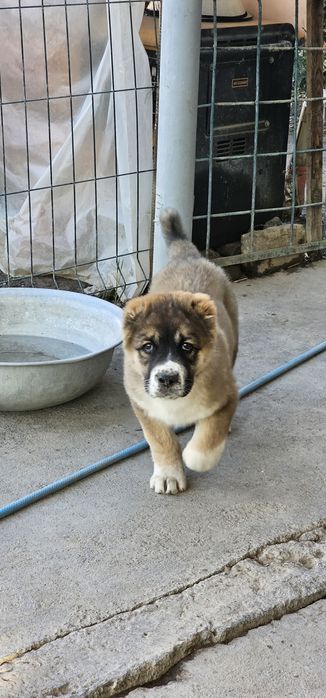 Продаётся шенок алабай