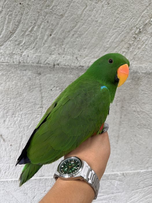 Mascul papagal Eclectus
