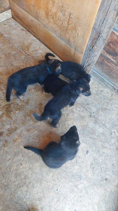 Щенок немецкой овчарки