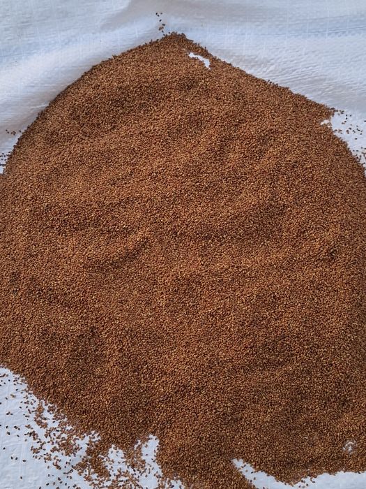 Vând semințe de lucernă