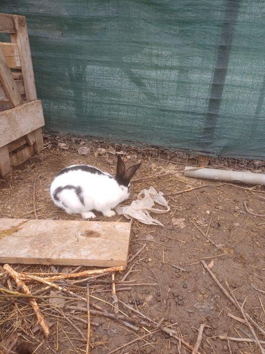 Iepuri fluture german,pui si adulti