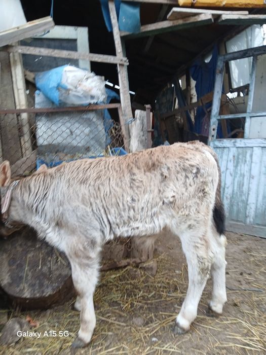 Vând  vital taurasi 1 luna jumătate