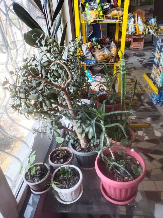 Продам комнатные цветы