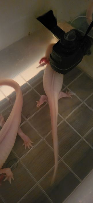 Salamandre axoloti