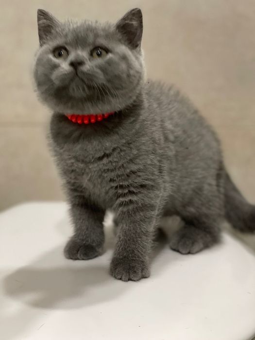 Британские котята