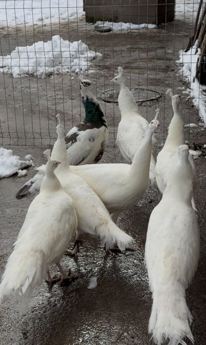 Пауни бели и арлекин