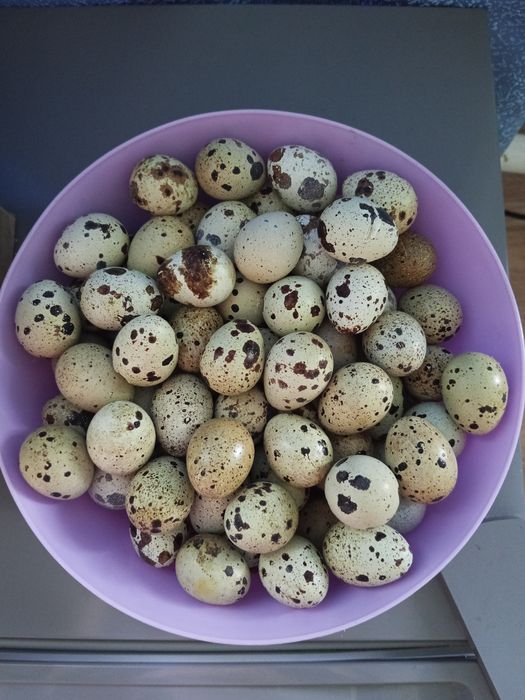 Продам яйцо перепелиное пищевое