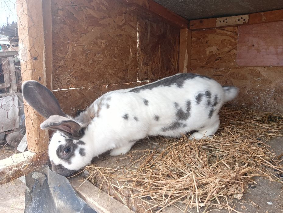 De vânzare iepuroi de uriaș german și iepuroca metis de fluturele