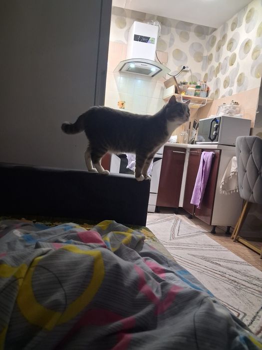 Кот 2 года, марсик