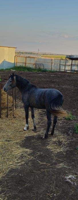 Продам жеребца на племя