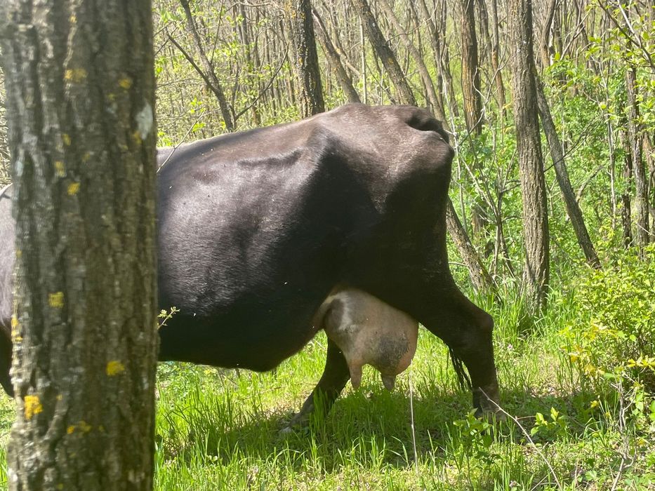 Vand vaca gestanta buna de lapte