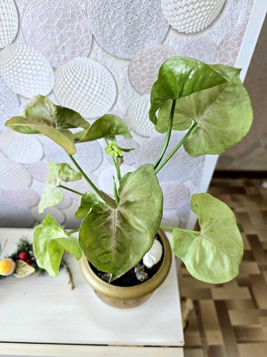 Комнатные цветы. Драцена. Сингониумы