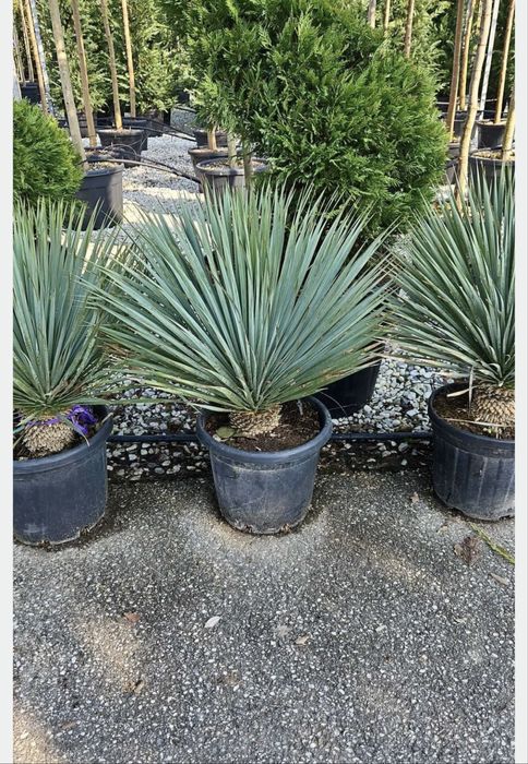 Plante de Exterior-Inalta Calitate