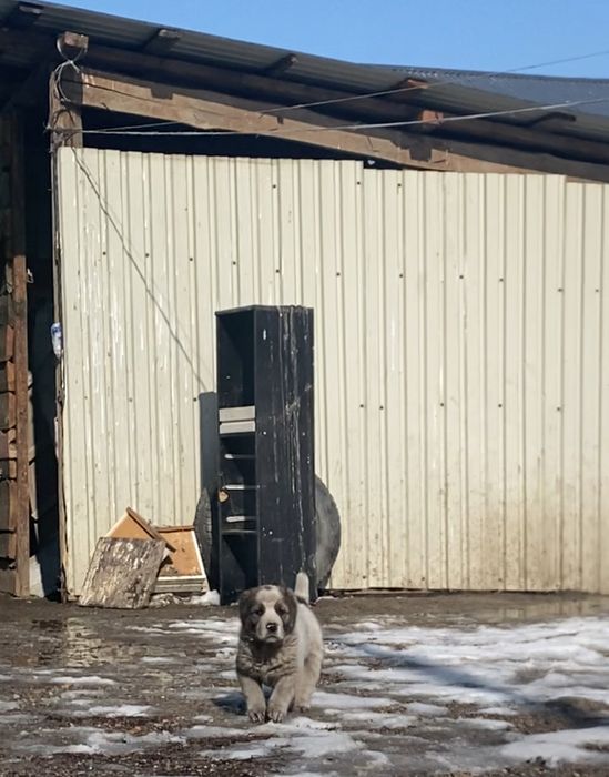 Сатылады Алабай Еркек Тарғарда тұр