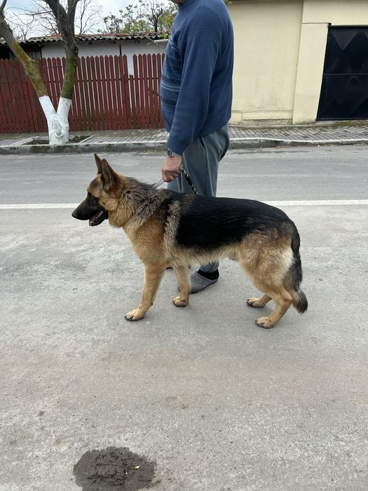 Ciobanesc German