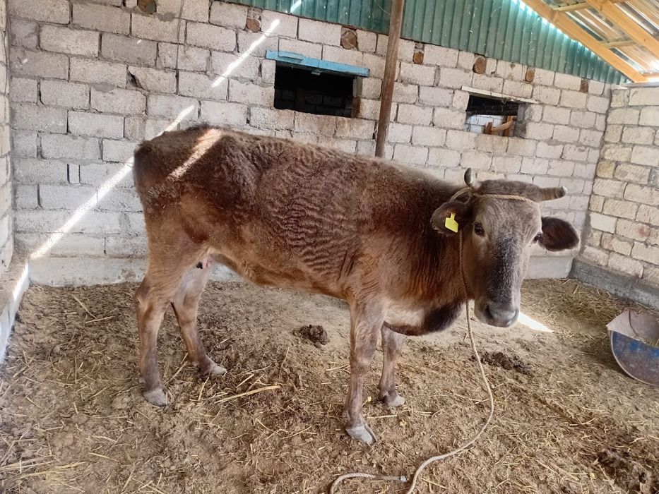 Семіз сиыр сатылады!