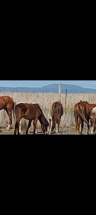 33 бас тай сатылады багасы 280.000т