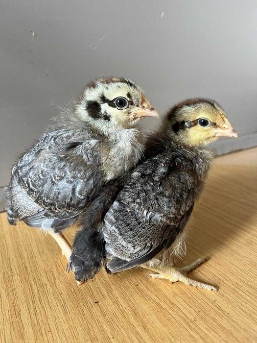 цыплята ,суточные и подрощенные