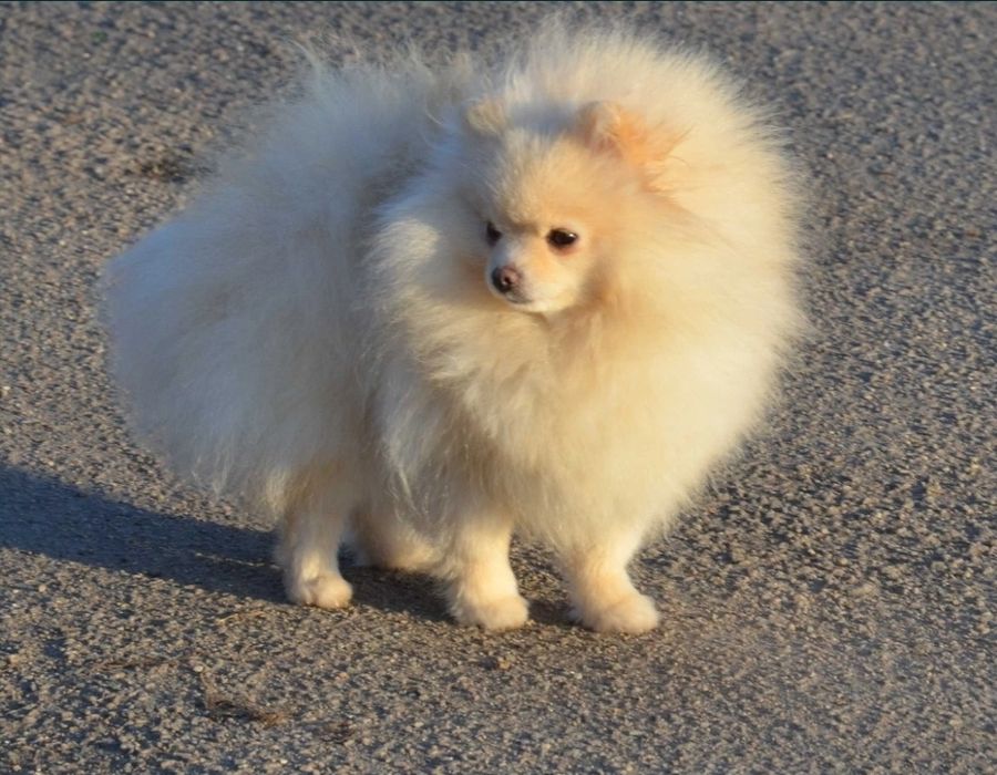 Померански шпиц , померан , малък шпиц чисто бели