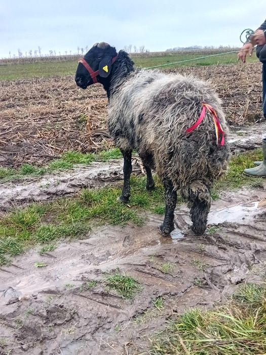 Spre vânzare berbec al-6 -miel,marleste la  mâna  cât si in cârd!