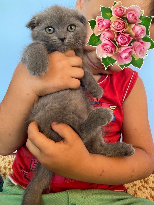 Skottish fold 2 qiz 2 ogil