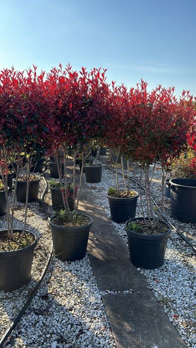 Plante ornamentale de amenajare