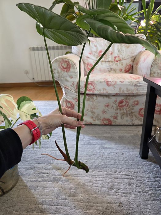 Philodendron Dean McDowell