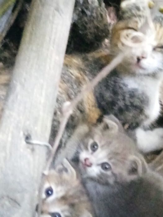 Отдам котят в добрые руки