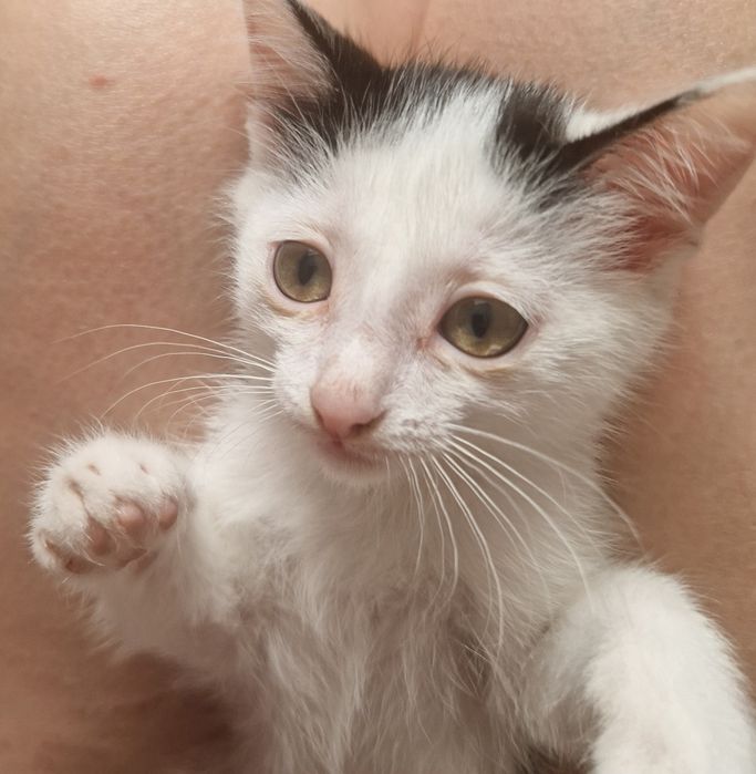 Отдам котят девочки