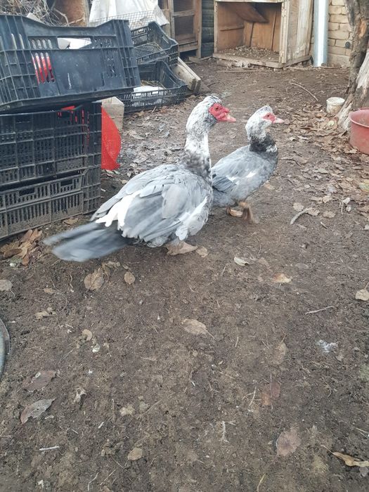 Продам  индауток