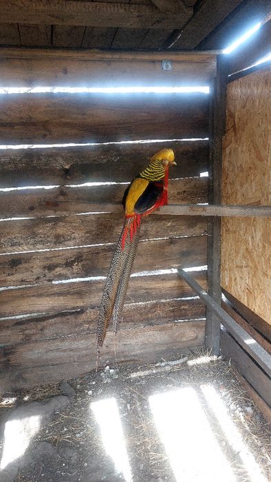 Фазаны Золото и Лимоны