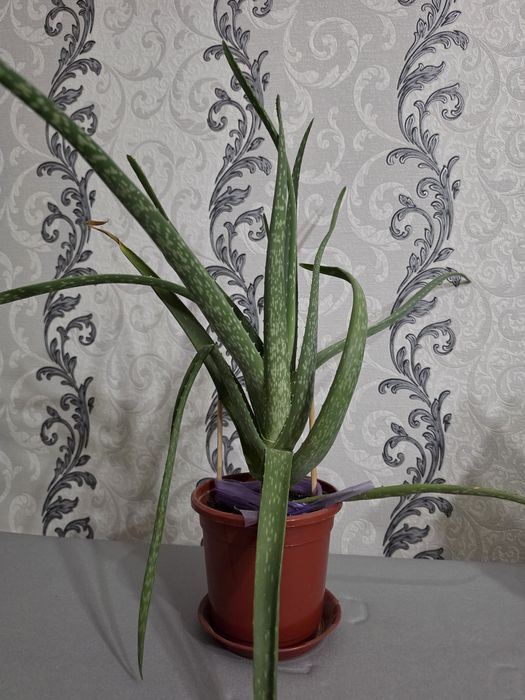 Алоэ вера цветок