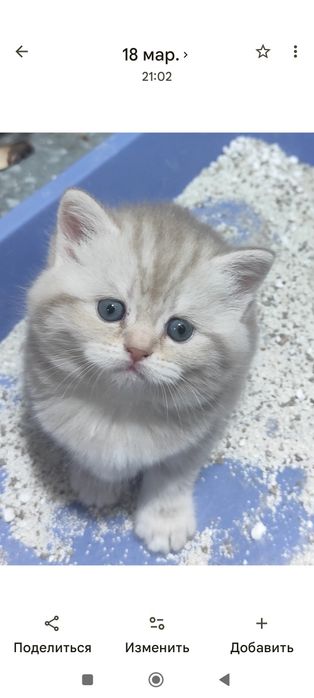 Подарок. Породистые котята