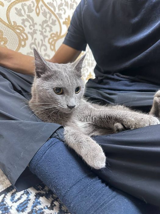 Кошка руско голубая